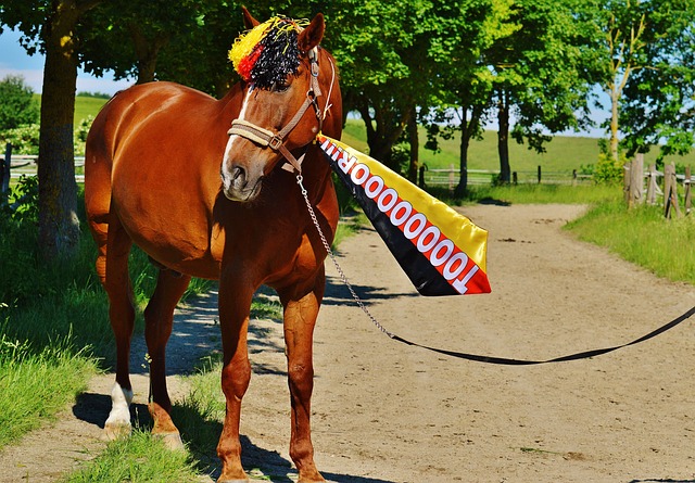 球队的重要 球队的重要